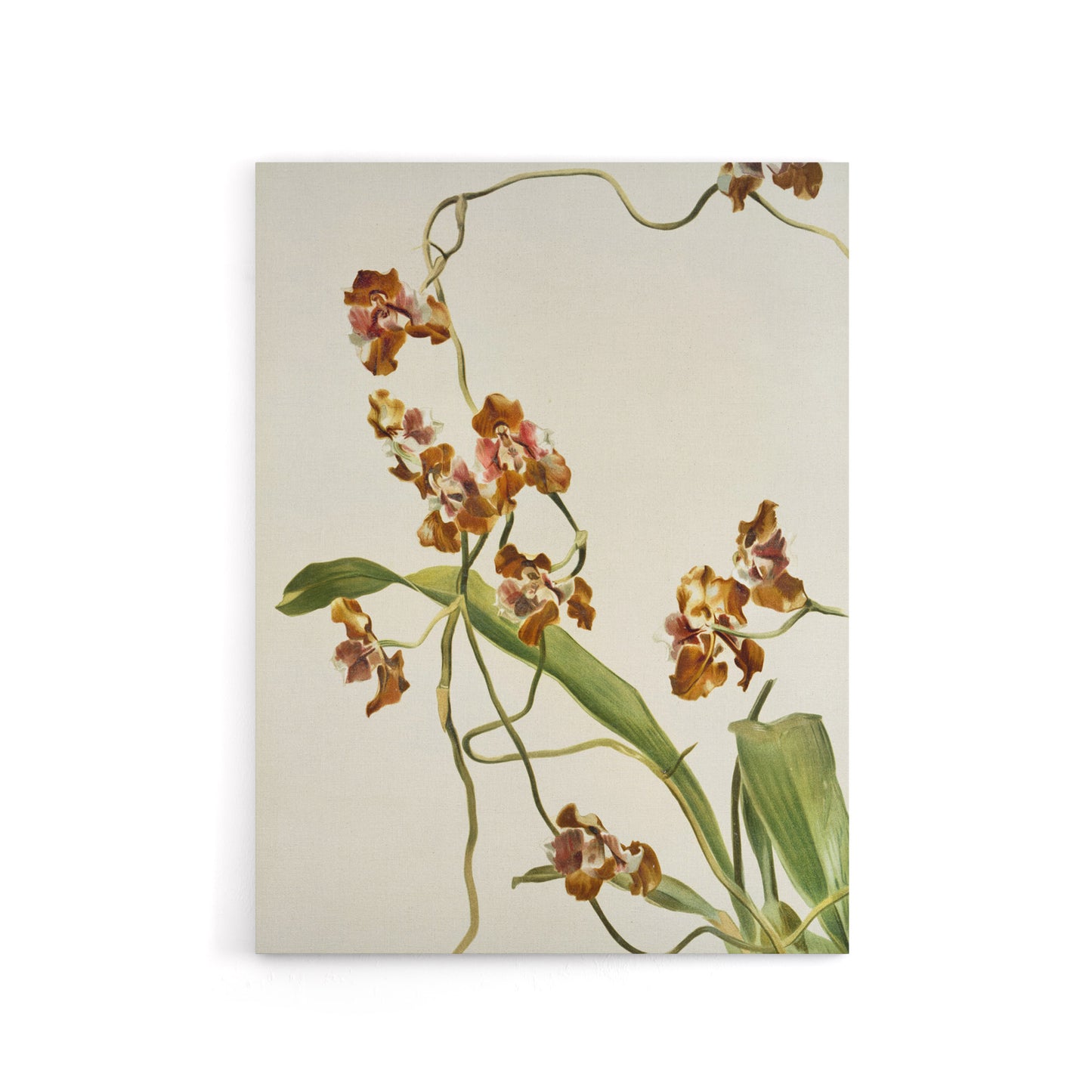 Frederick Sander Oncidium Superbiens Orchid Flowers Canvas Wall Art Print