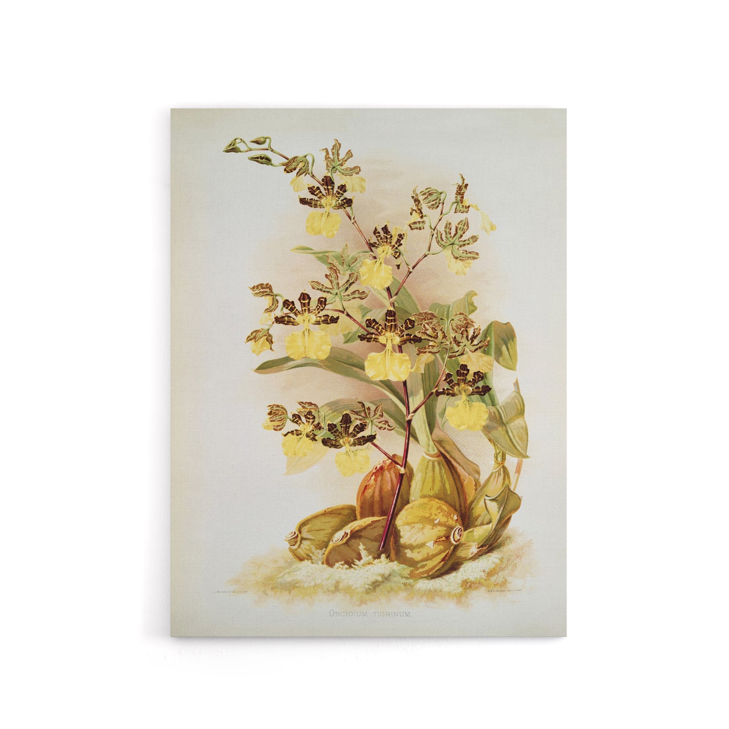 Frederick Sander Oncidium Tigrinum Orchid Flowers Canvas Wall Art Print