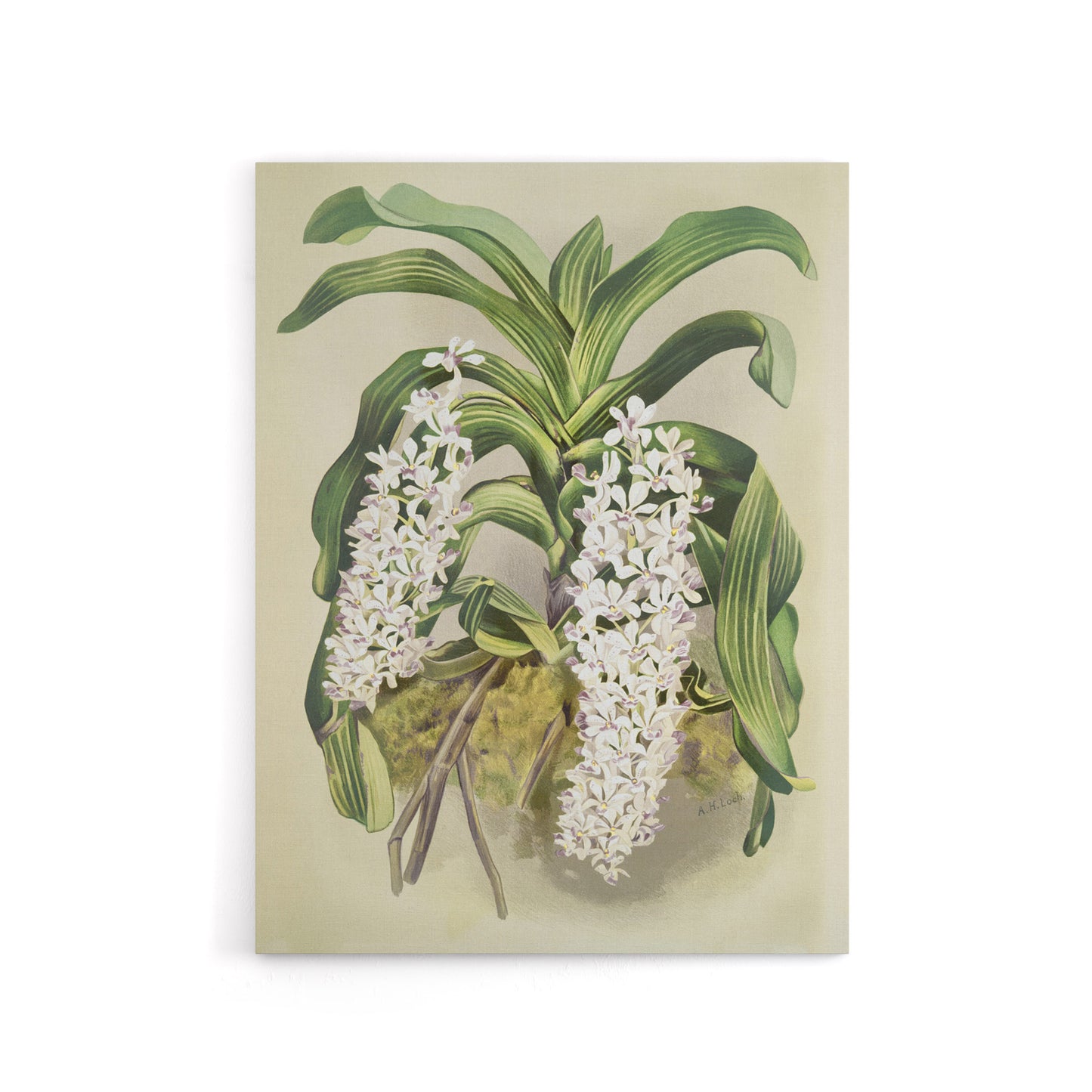 F Sander Saccolabium Giganteum Orchid Flowers Canvas Wall Art Print