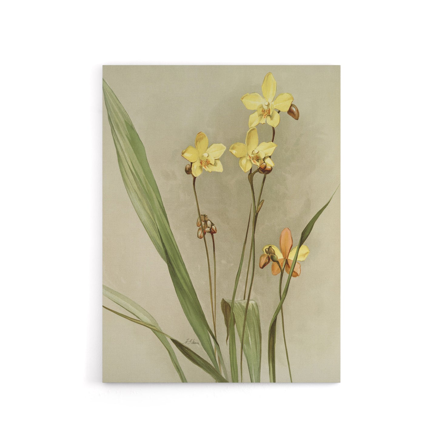 F Sander Spathoglottis Kimballiana Orchid Flowers Canvas Wall Art Print