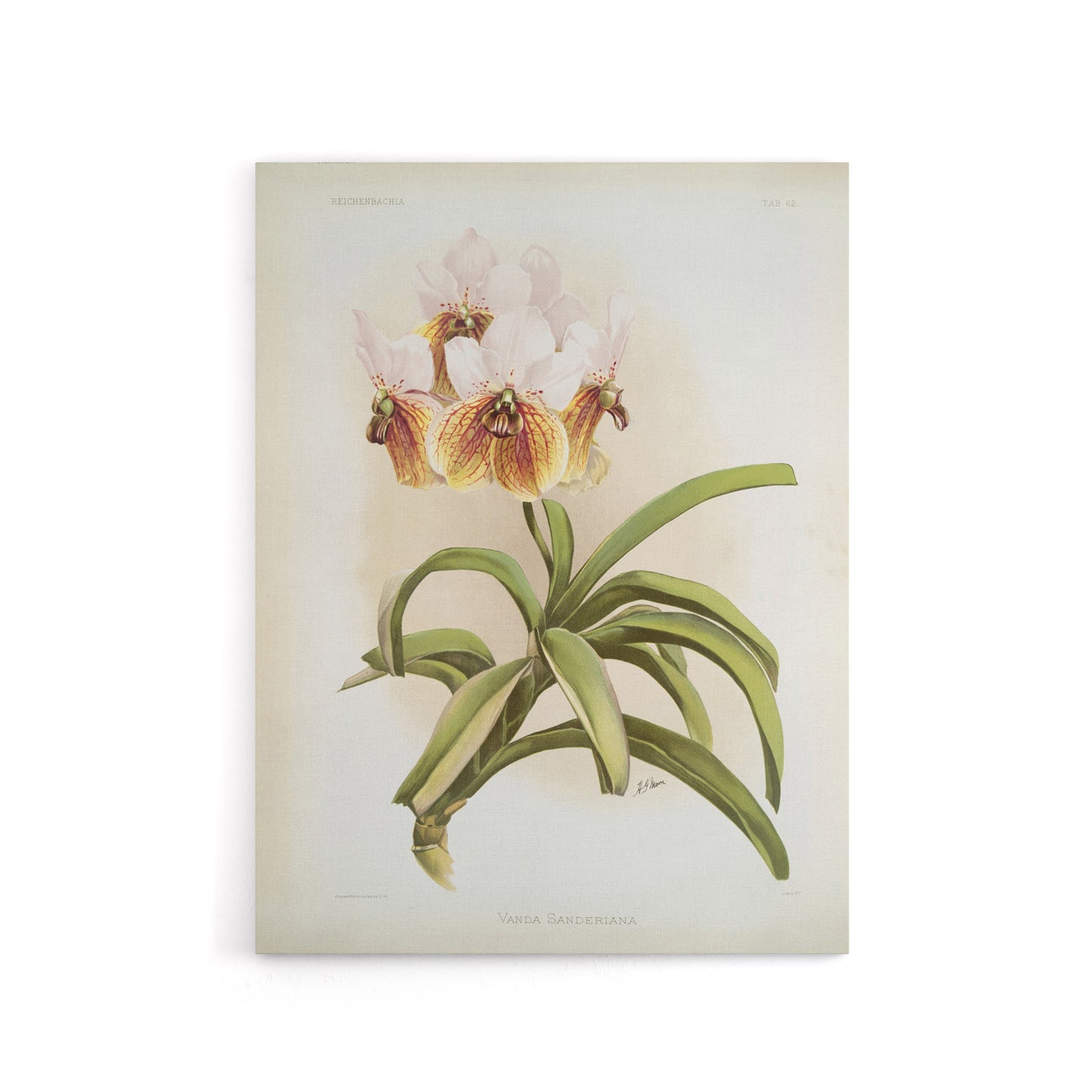 Frederick Sander Vanda Sanderiana Orchid Flowers Canvas Wall Art Print