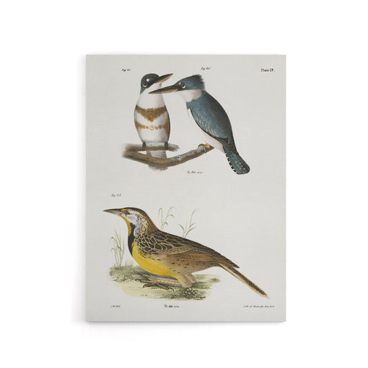 James De Kay Belted Kingfisher and Meadow Lark Canvas Wall Art Print