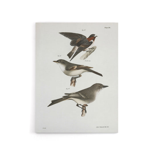 James De Kay Cliff Swallow Flycatcher and Sayornis Canvas Wall Art Print